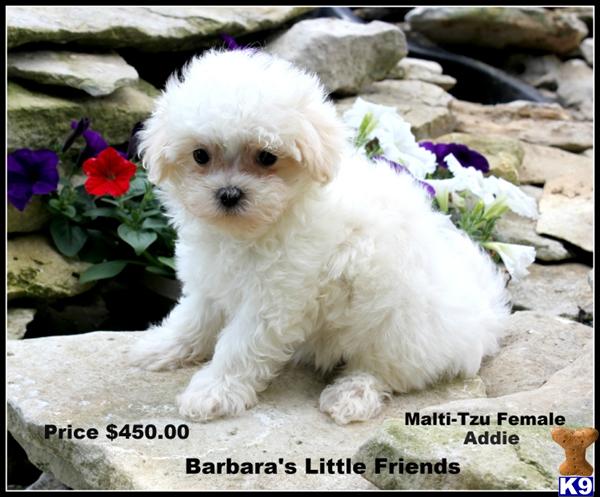 Puppies in Scottsville